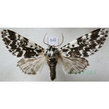 Panthea coenobita (Esper, 1785) male Światowidka samotnica Czech64l